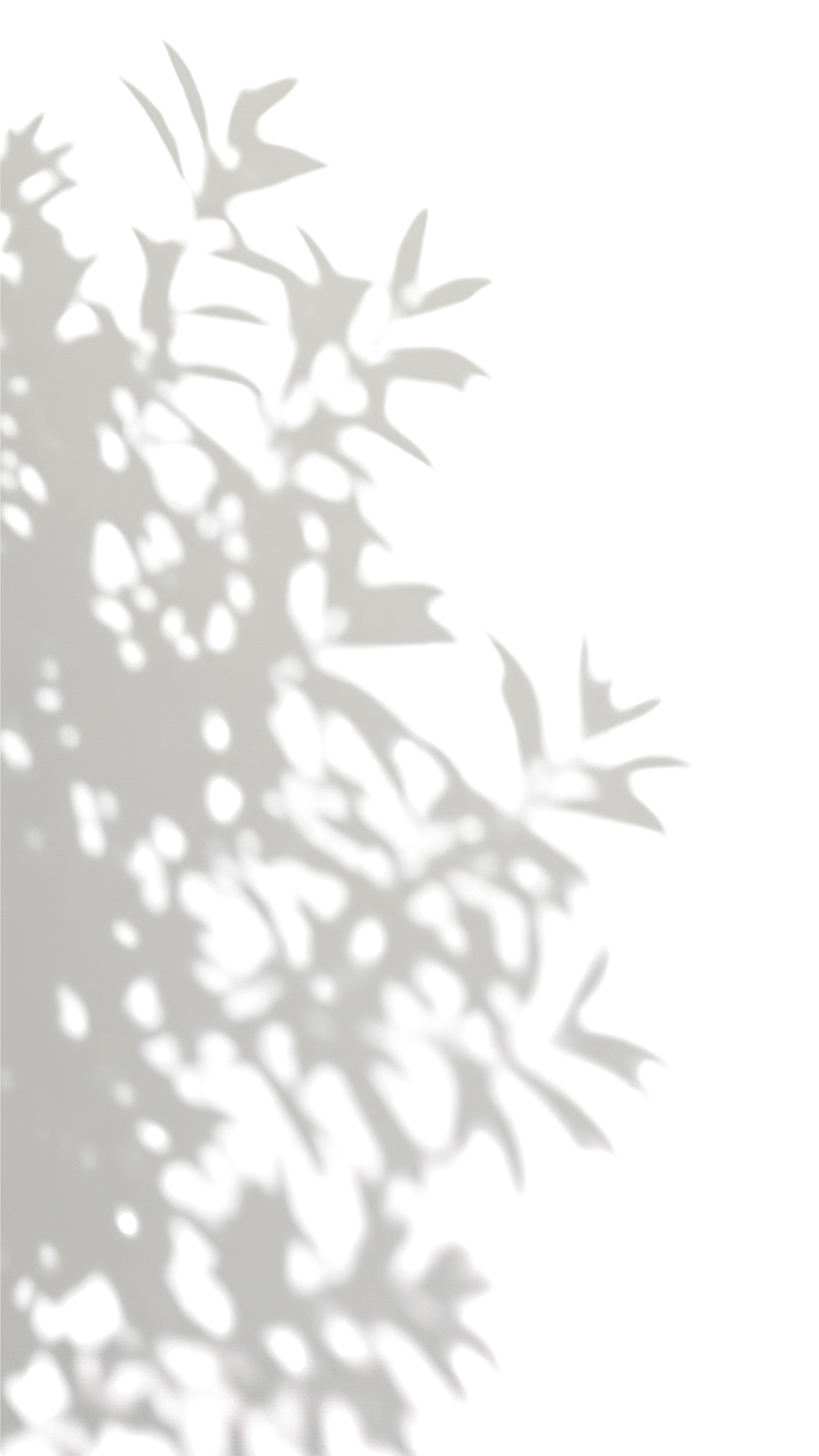 shadow leaves